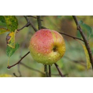 Pomme reinette d armorique