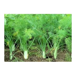 Fenouil (bio)