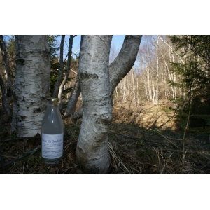 Sève de bouleau pure et fraiche