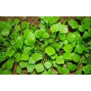 Pourpier d'hiver-250g