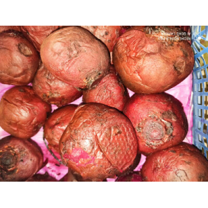 Betterave rouge-cuite