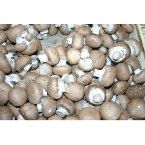 Champignons de cave blond