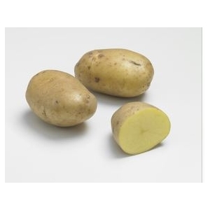 Pomme de terre jaune nouvelle agria