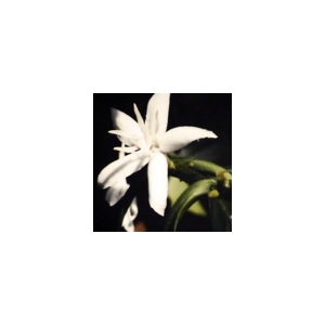 Le floral hollandais