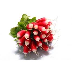 Radis rose en botte