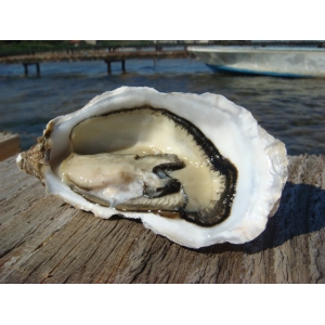 12 huîtres de bouzigues n°3