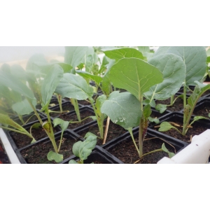 Plant chou fleur romanesco