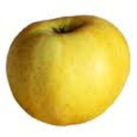 Pomme chantecler ( sachet 3kg)