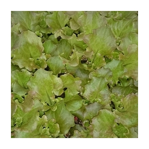 Plant de batavia rouge par 6