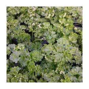 Plant de persil frisé pot 10,5 cm