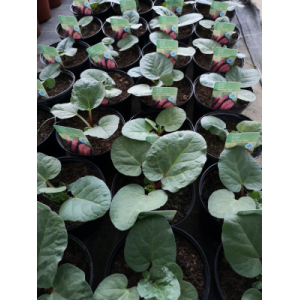 Plant de rhubarbe pot 2l