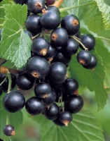 Plant de cassissier pot 3 l