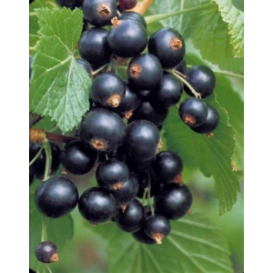 Plant de cassissier pot 3 l