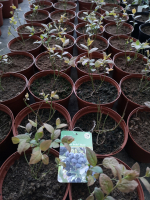 Plant de myrtillier pot 1,5l