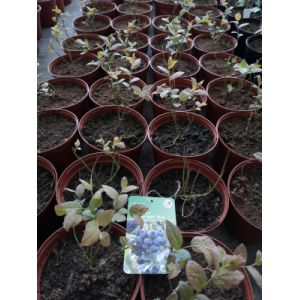 Plant de myrtillier pot 1,5l