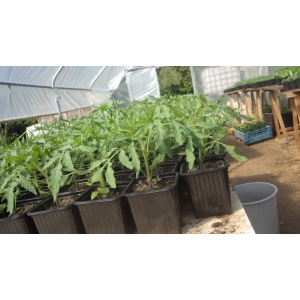 Plant tomate cœur de bœuf anna russian