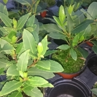 Plant de laurier sauce pot 13 cm