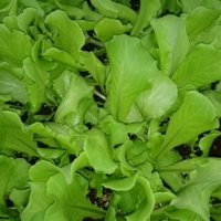 Plant de laitue verte par 6