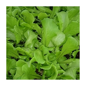Plant de laitue verte par 6