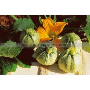 Plant de courgette ronde de nice