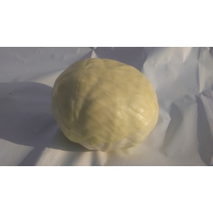 Chou blanc nouveau