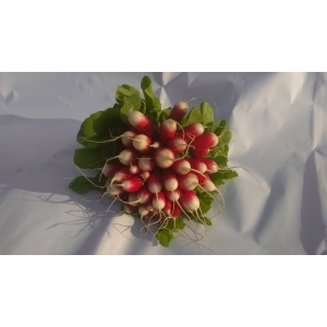 Radis roses