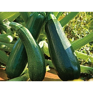 Courgettes longue verte