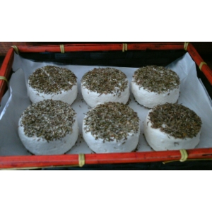 Crottin frais aux herbes