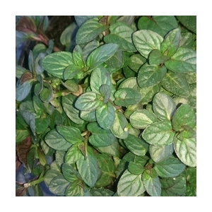 Plant de menthe chocolat pot 13 cm