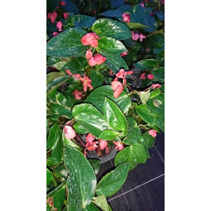 Bégonia dragon à fleurs rouge