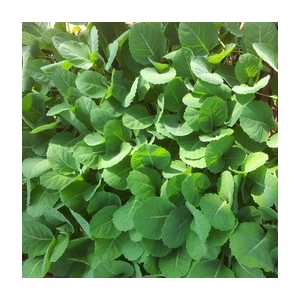 Plant de choux pointus par 6