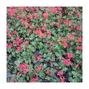 Géranium lierre à fleurs rouge