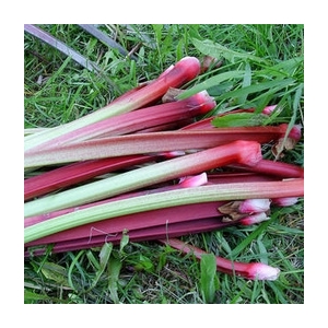 Rhubarbe