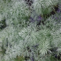 Plant d'aneth pot 10,5 cm