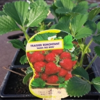 Plants fraisiers mara des bois par 6