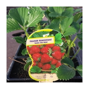 Plant individuel de fraisier mara des bois