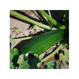 Courgette verte en ab