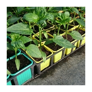 Plant de poivron jaune en godet