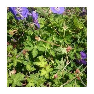 Géranium vivace bleu en pot de 3l