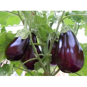 Aubergine noire