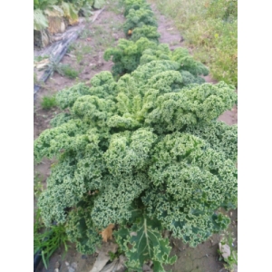 Chou kale