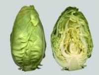 Chou pointu (cœur de bœuf)