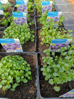 Campanule à fleurs bleue en pot de 3l