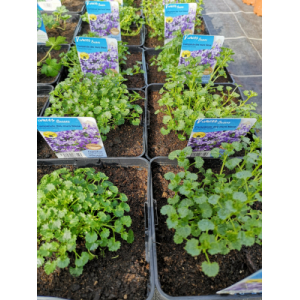 Campanule à fleurs bleue en pot de 3l
