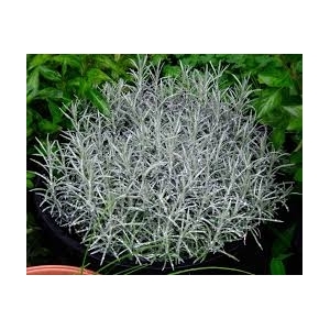 Plant de curry pot 10.5 cm