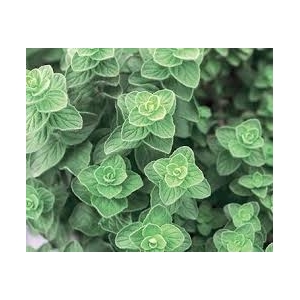 Plant d'origan pot 13 cm