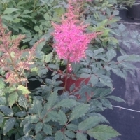 Astilbe à fleurs rose en pot de 3l