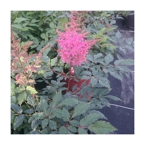 Astilbe à fleurs rose en pot de 3l
