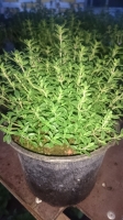 Plant de thym commun pot 10.5 cm