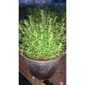 Plant de thym commun pot 10.5 cm